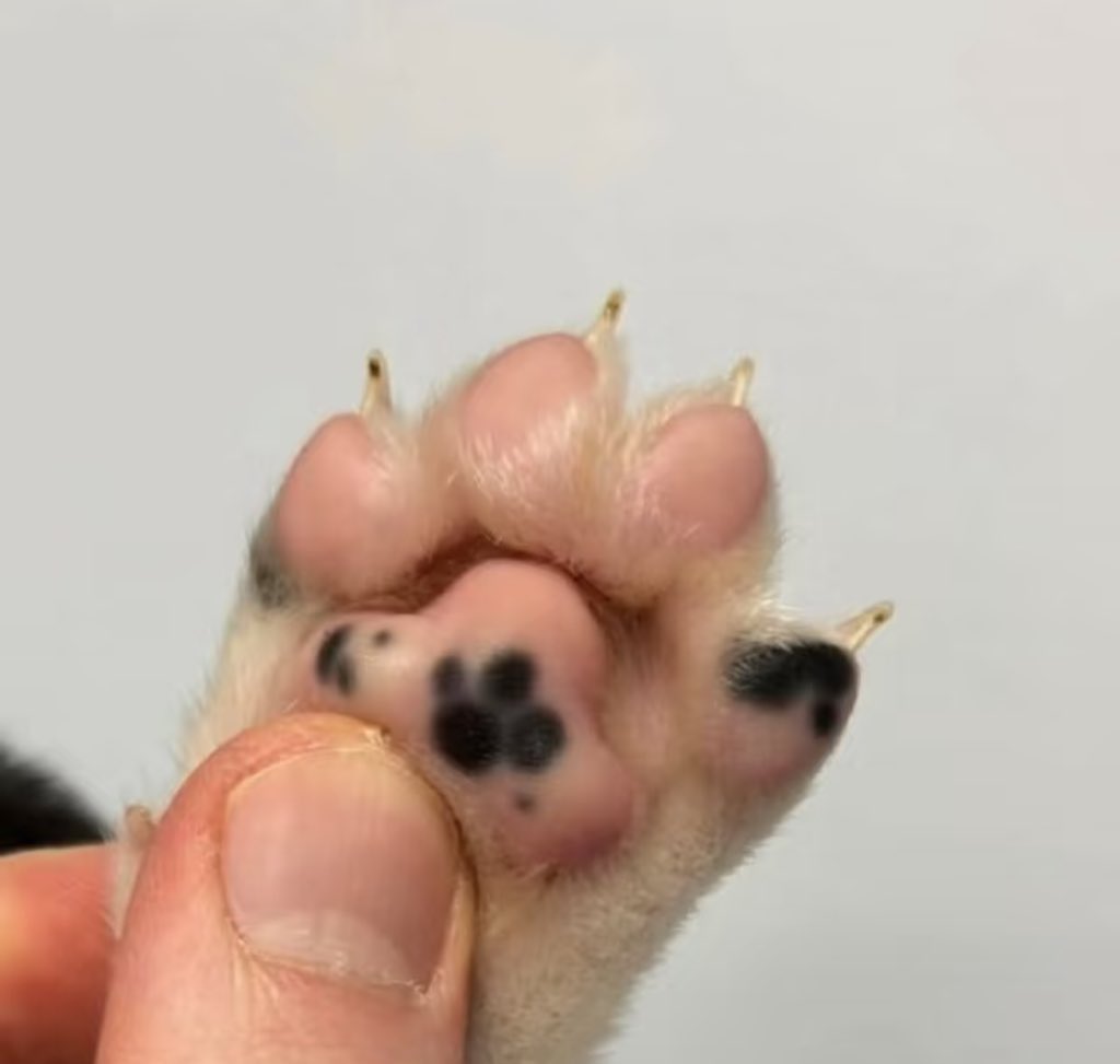 twaniimals's tweet photo. https://t.co/jtH8GgS51C
