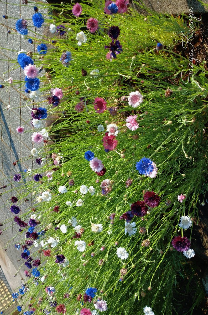 花y…ページです•*¨*•.¸¸☆ 花 ページ 花 ページ 花200 Amazon.co.jp: ZX ゼクス 【花住まいの