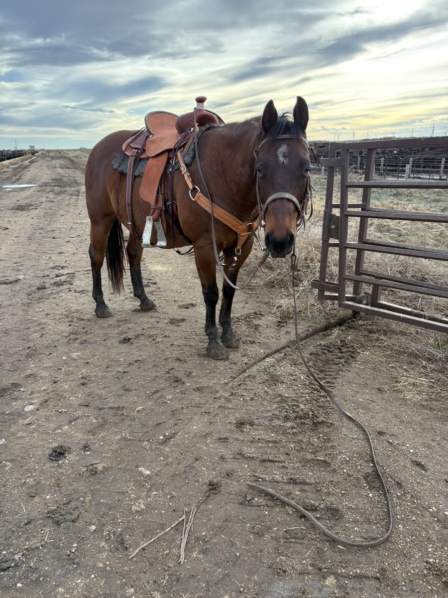 Tales from the Feedyard (Uncensored) tweet media