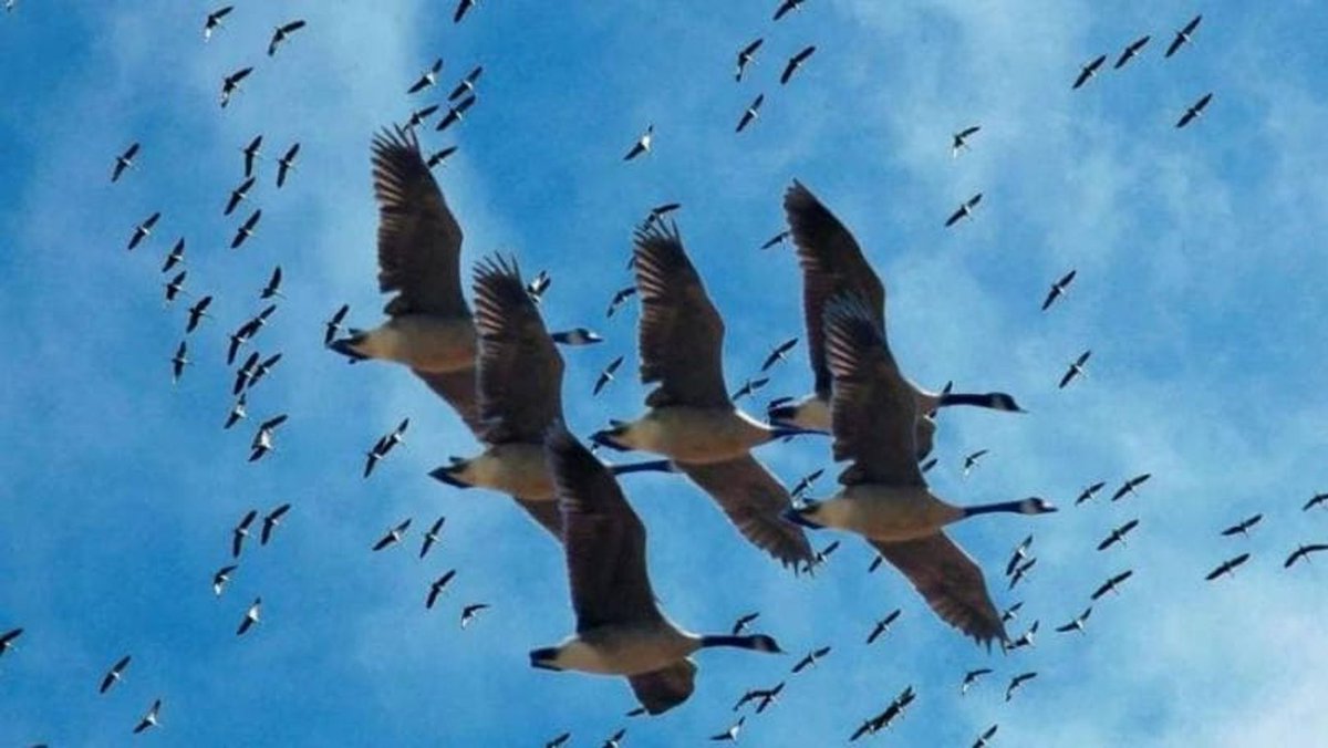 في كل عام، وخلال رحلتي الهجرة في الربيع والخريف، تعبر ملايين الطيور السماء بحثًا عن الأمان. لكن في لبنان، وعلى أحد أهم ممرات الهجرة في العالم، يُقتل ما يُقدَّر بنحو 2.5 مليون طائر سنويًا.
هذه المجزرة الصامتة تهدّد الطبيعة وتحوّل #لبنان إلى واحد من أخطر بلدان البحر الأبيض المتوسط