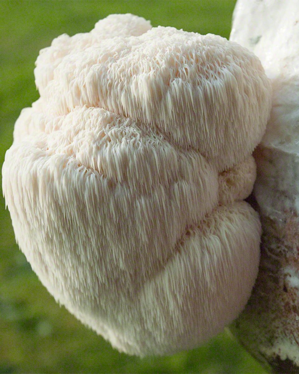 PaulStamets's tweet image. Lions Mane Mycelium out performs Lions Mane Fruitbody.

New research from @fungiperfecti and @HostDefense compared lion’s mane mycelium and fruiting body extracts, and the immune responses were notably different.

The mycelium extract supported a balanced, adaptable immune…