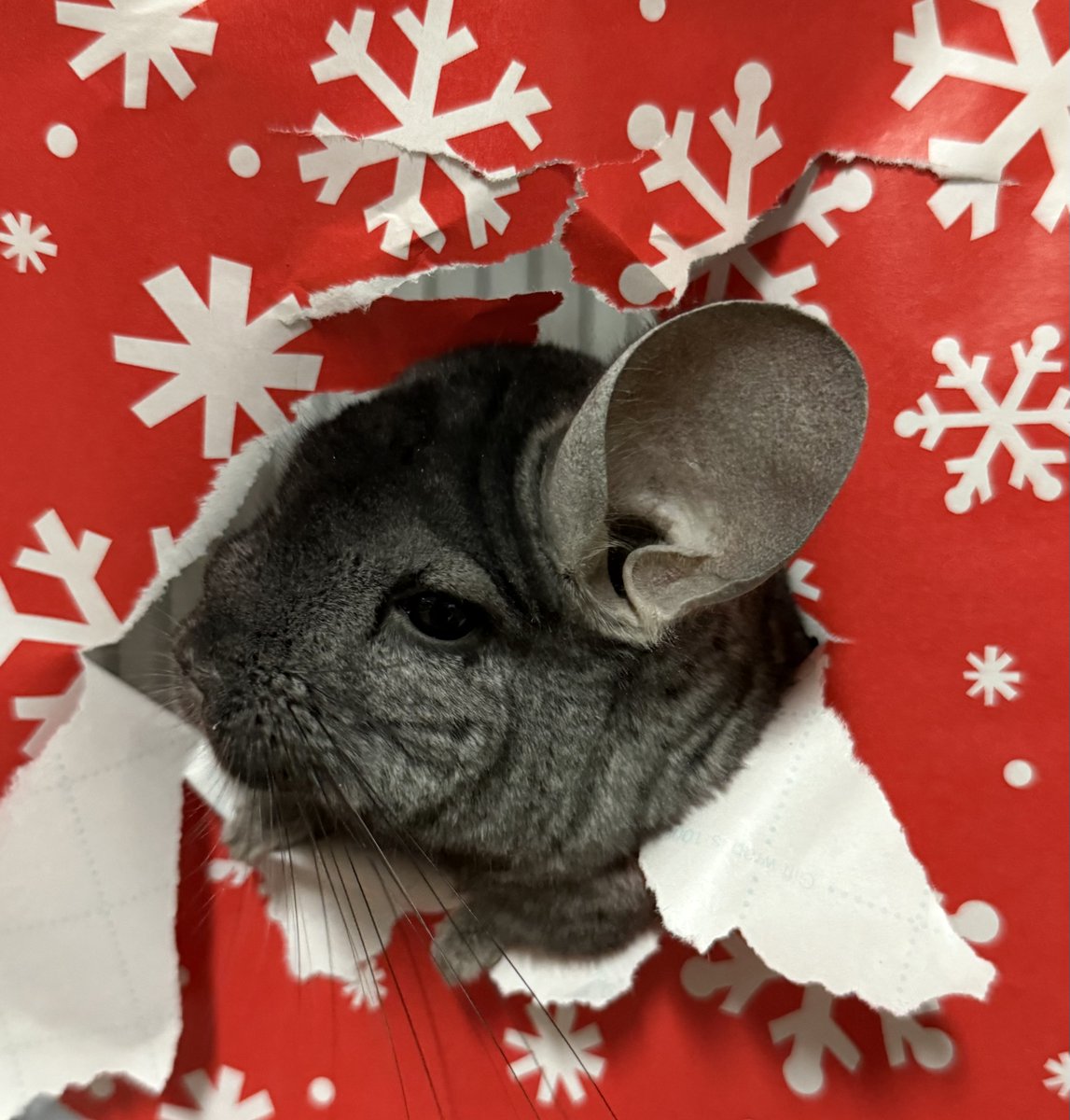 Hope College Biology tweet media