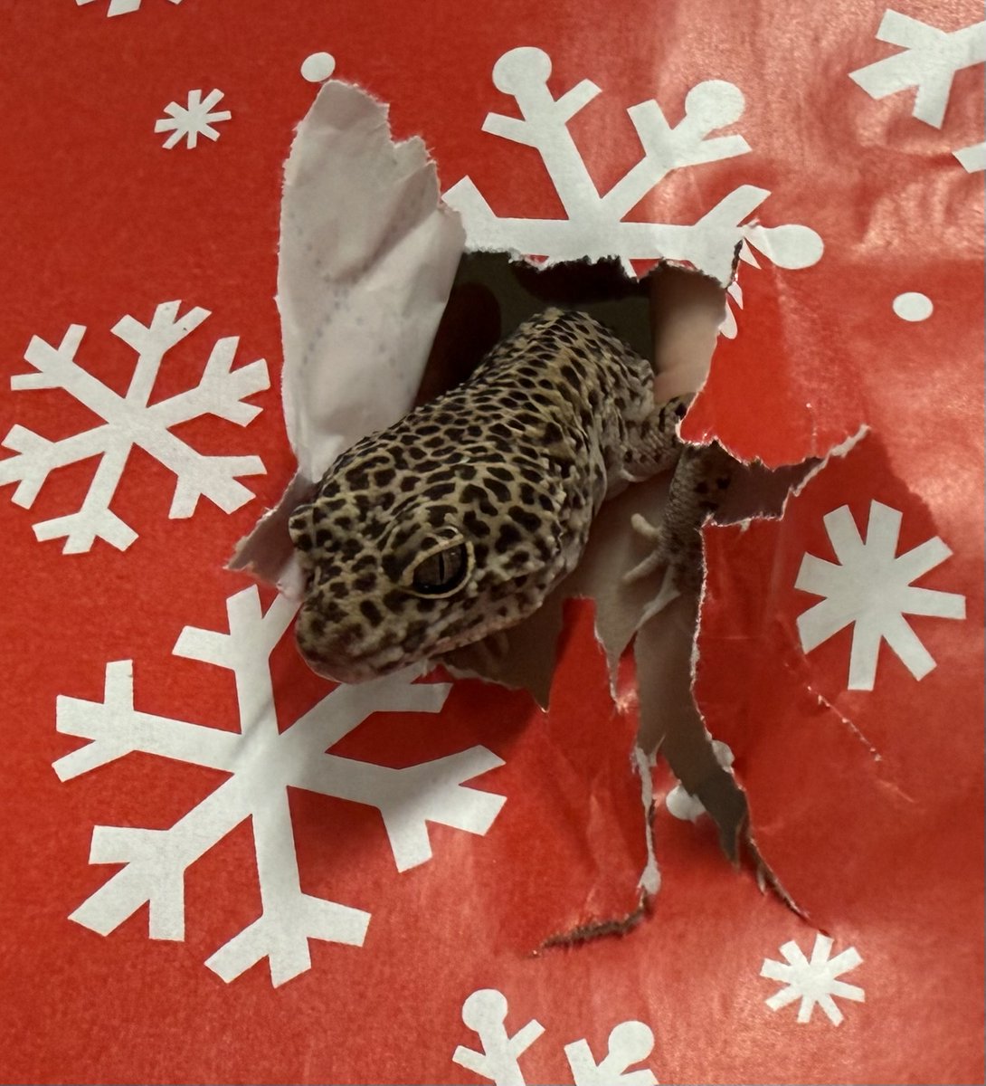 Hope College Biology tweet media