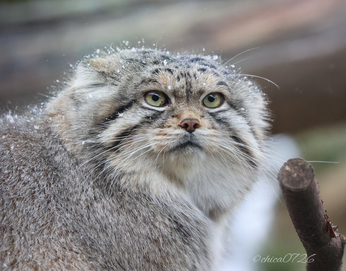 確認ページ♡わんこ＆にゃんこ chica0726-cats&animals (@cats_chica0726) / Posts / X