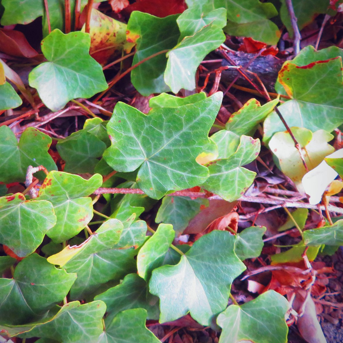 今年も一年、ありがとうございました✨ 
素敵な出会いや温かいお言葉に、どれほど励まされたことか。
心より感謝申し上げます💗
来年は、もっとたくさんの喜びと笑顔を皆様と分かち合いたいです。
どうぞ良いお年をお迎えください☺🍀
▹◃┄▸◂┄▹◃┄▸◂┄▹◃┄▸◂┄▹◃
#canon #sx720hs