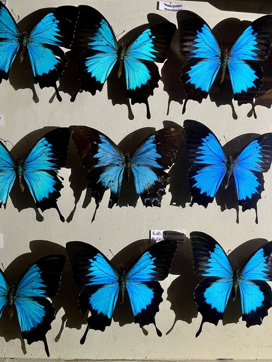 Axel Dalberg Poulsen tweet media