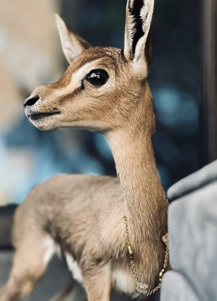 ㅤㅤㅤㅤ

͏ 

͏غروري اكبر من الرغبات ب اكملها
اي شي ماهوب لي ماهوب من زينه