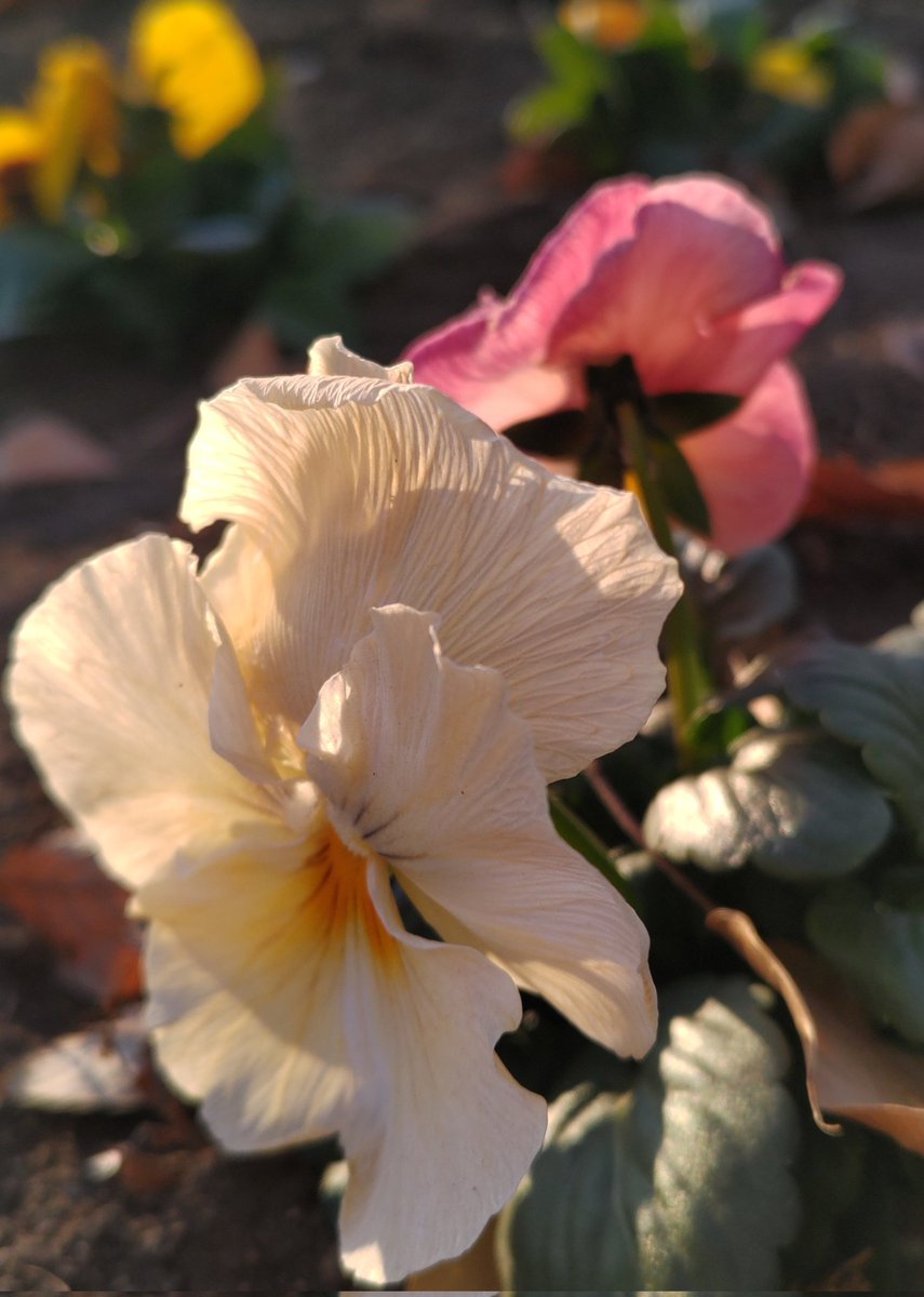 corocoore's tweet image. #今年を写真4枚で振り返る