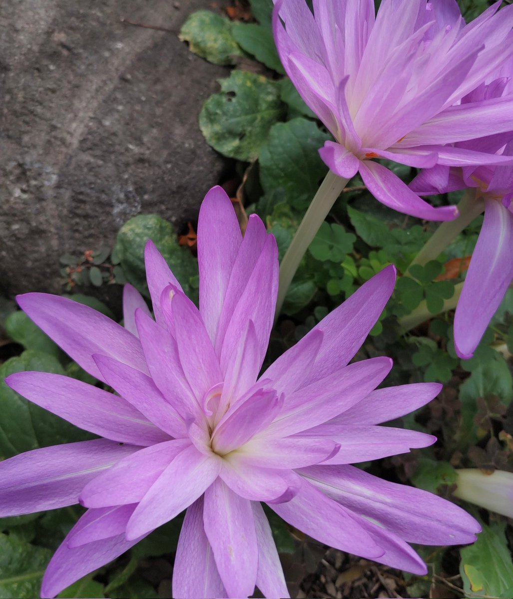 corocoore's tweet image. #今年を写真4枚で振り返る