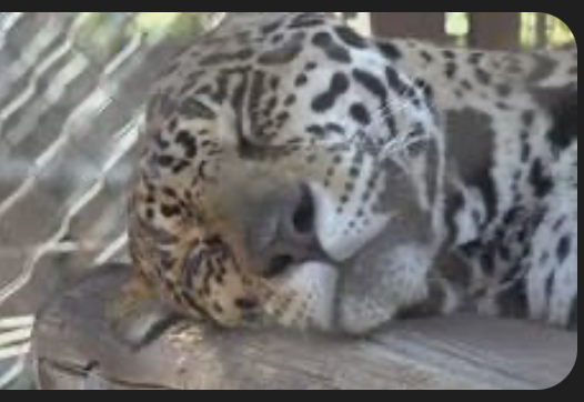 RebeccaLAnders's tweet image. #Unethical #Despicable #Irreversible Destroying protected lands &amp;amp; endangered wildlife habitats in the US. Can't bring back extinct species.#JaguarCorridor #ArizonaJaguar @libsoftiktok @tiktok_us @wildtiktokss @AWYS996 @tiktokcreators @endangered @NatGeo @NatlParkService @TizzyEnt