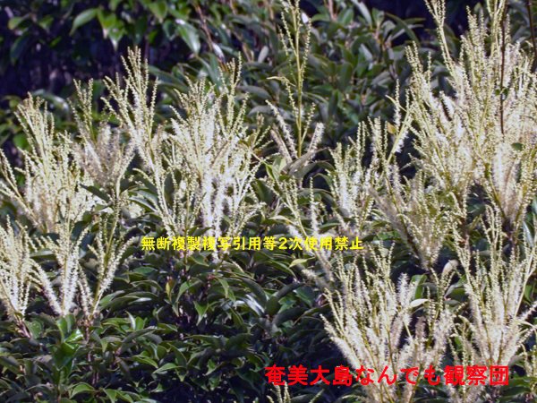 奄美大島なんでも観察団 tweet media