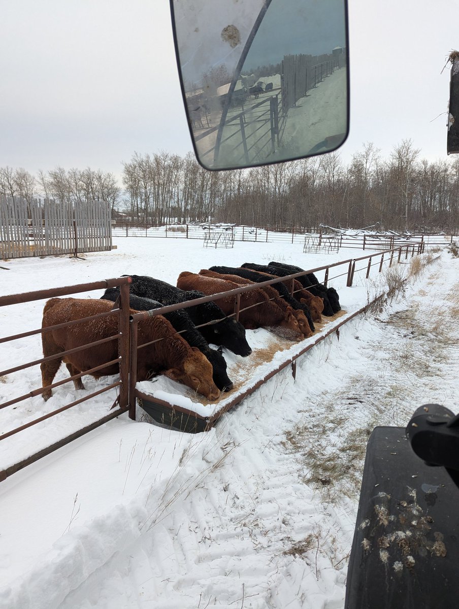 Started the sale bulls on pellets today. Not a large group this year but they're as functional and performed as well on grass as any group we've had. #Balancer #Gelbvieh