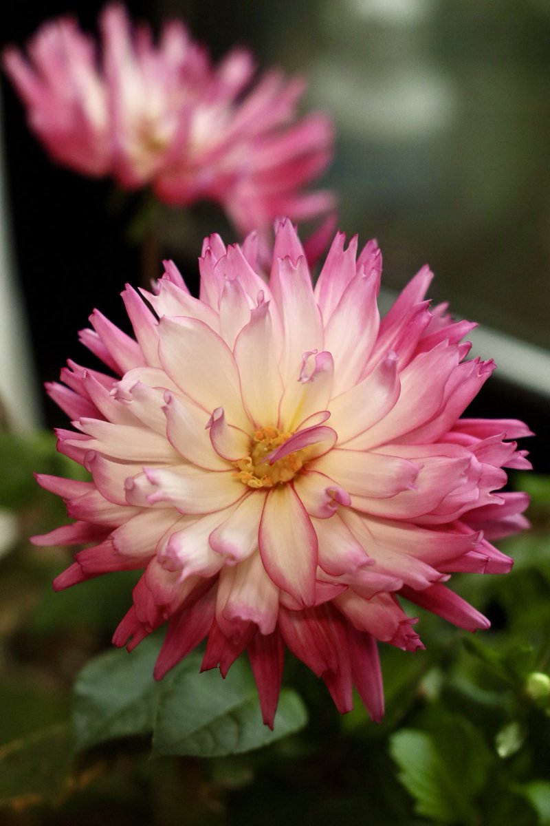 きららゆらら✨🌺2 (@11kirarayurara) / Posts / X