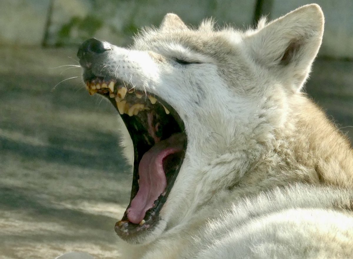 #生き物が大きく口を開いているところが好き