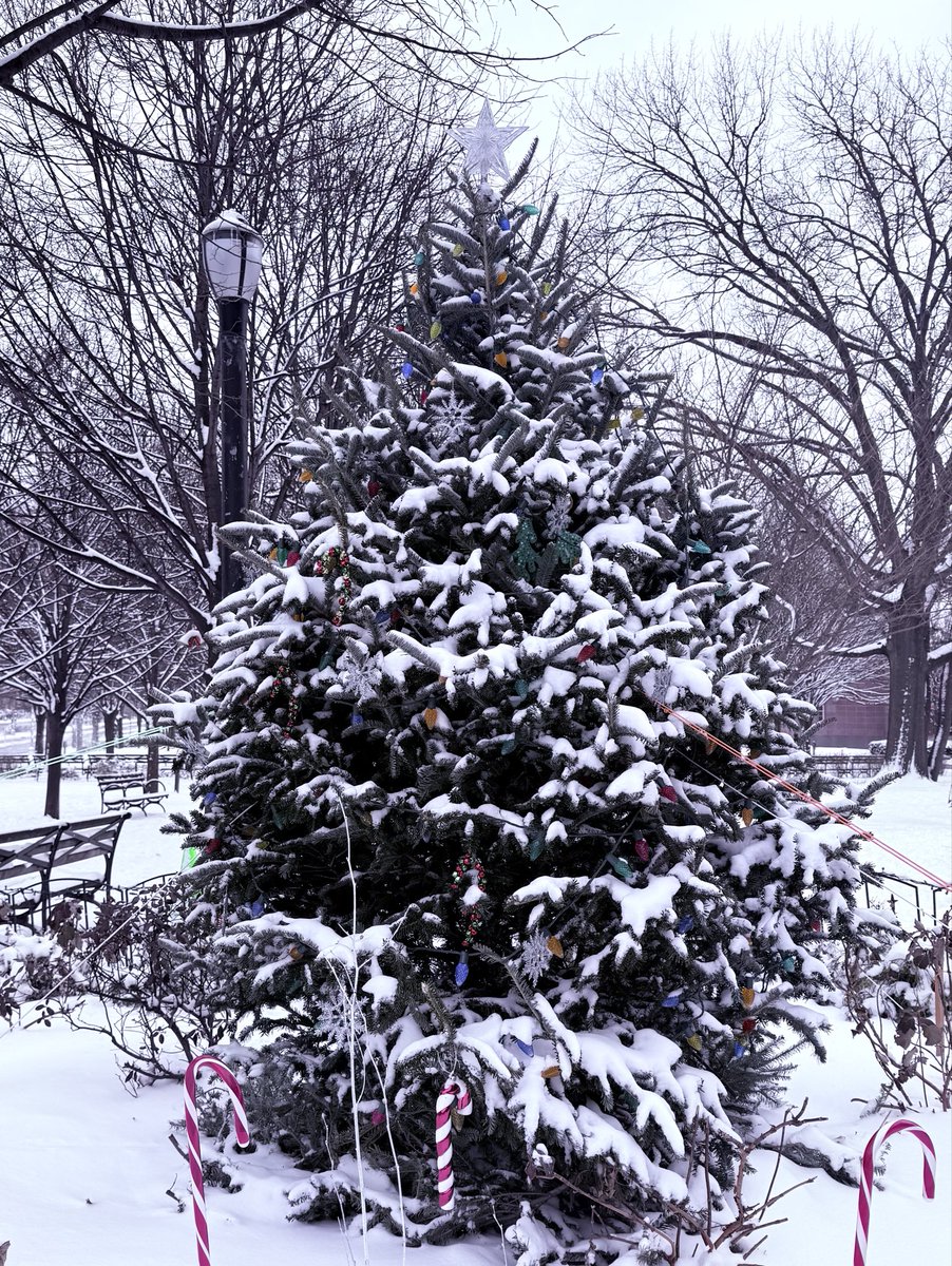 昨日から雪景色。
坂道になってる歩道で🛷乗る人いたわ😅。