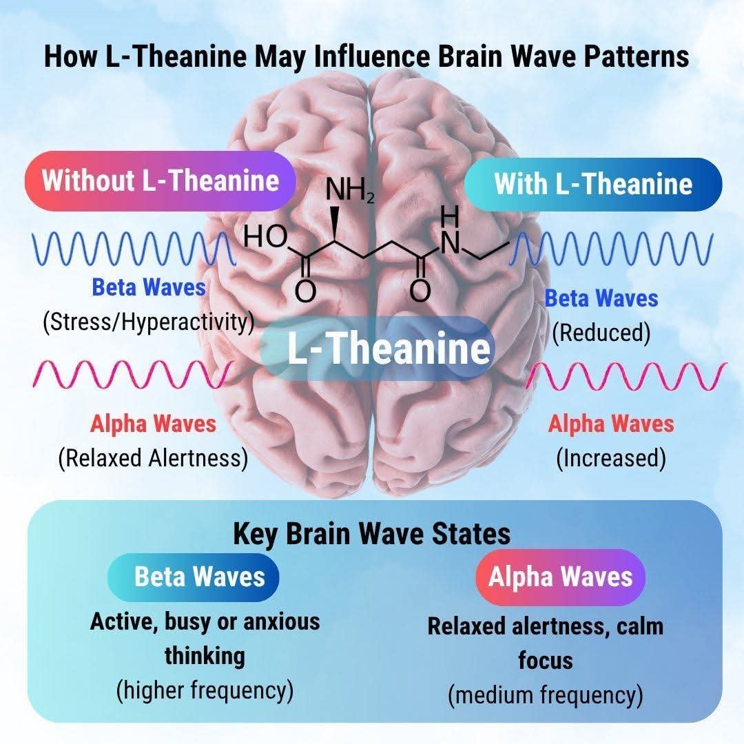 drwilliamwallac's tweet image. L-Theanine - how it calms the brain without making you tired

L-theanine is an amino acid found naturally in green tea. It’s best known for its unique ability to promote calm alertness, relaxing the brain without causing drowsiness. Here’s how it works:

1️⃣ Shifts Brain Waves…