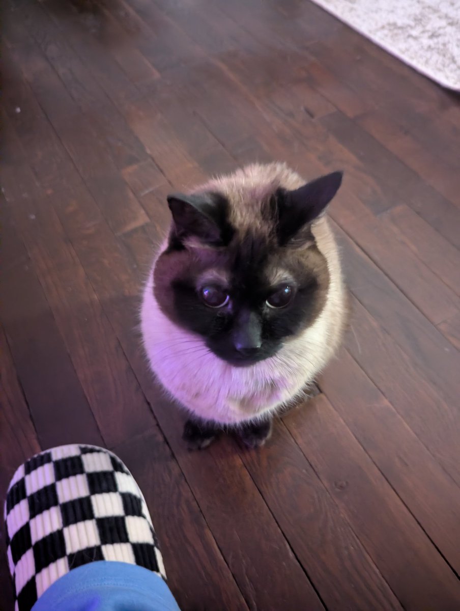 6dollarballoon's tweet image. glaring at me bc I'm wearing the baggy pants she doesn't like