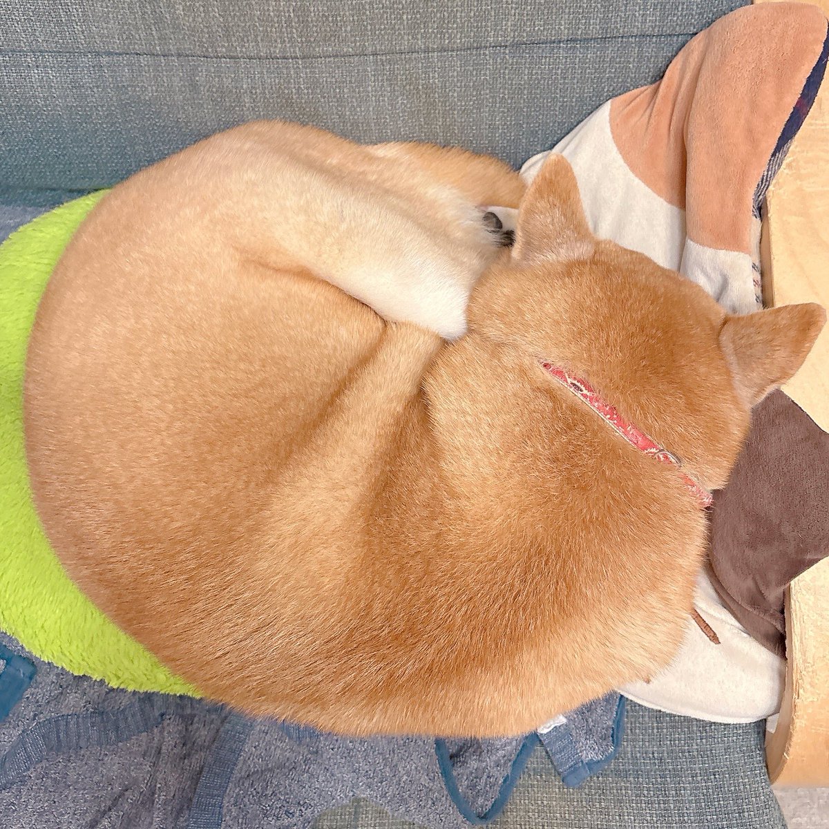 柴犬むぎ (@shiba_inu_mugi) / Posts / X