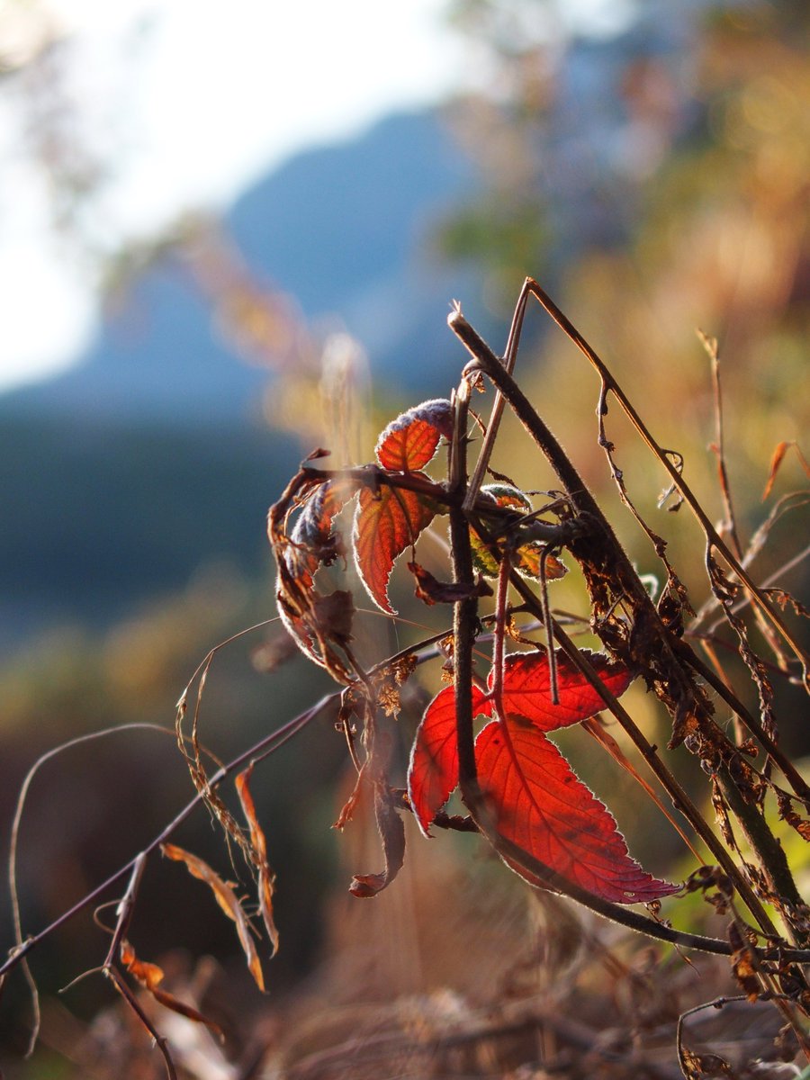 haru38060537's tweet image. #満観峰より