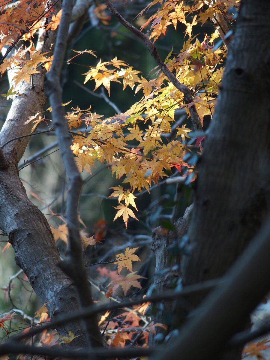 haru38060537's tweet image. #満観峰より