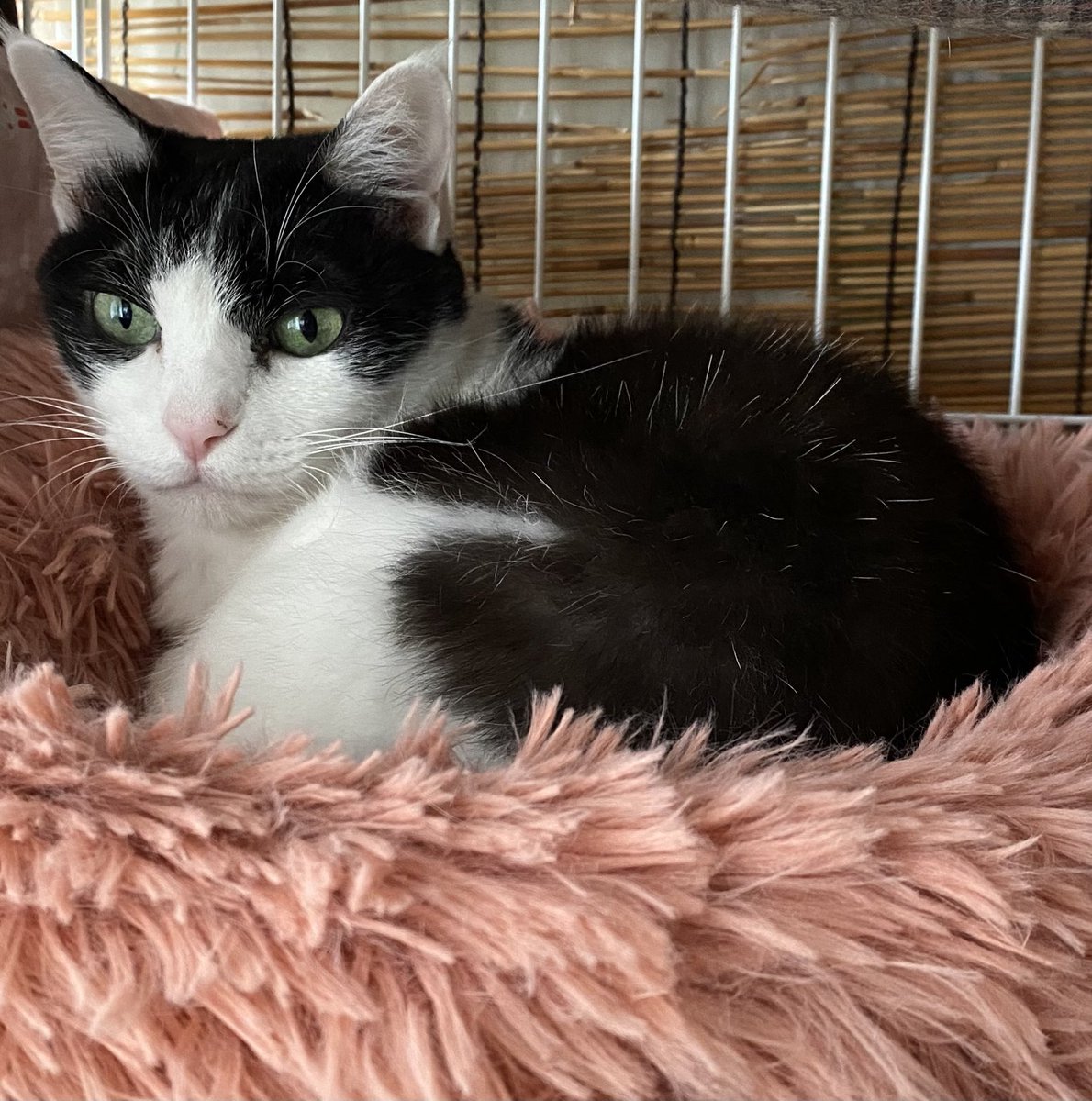 🍀おはようございます😃ニャ🐈🐾🍀