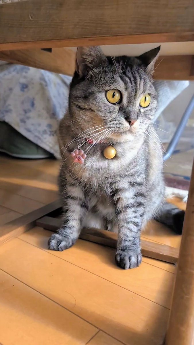 ねこさん⚡(ΦωΦ) (@catnap707) / Posts / X