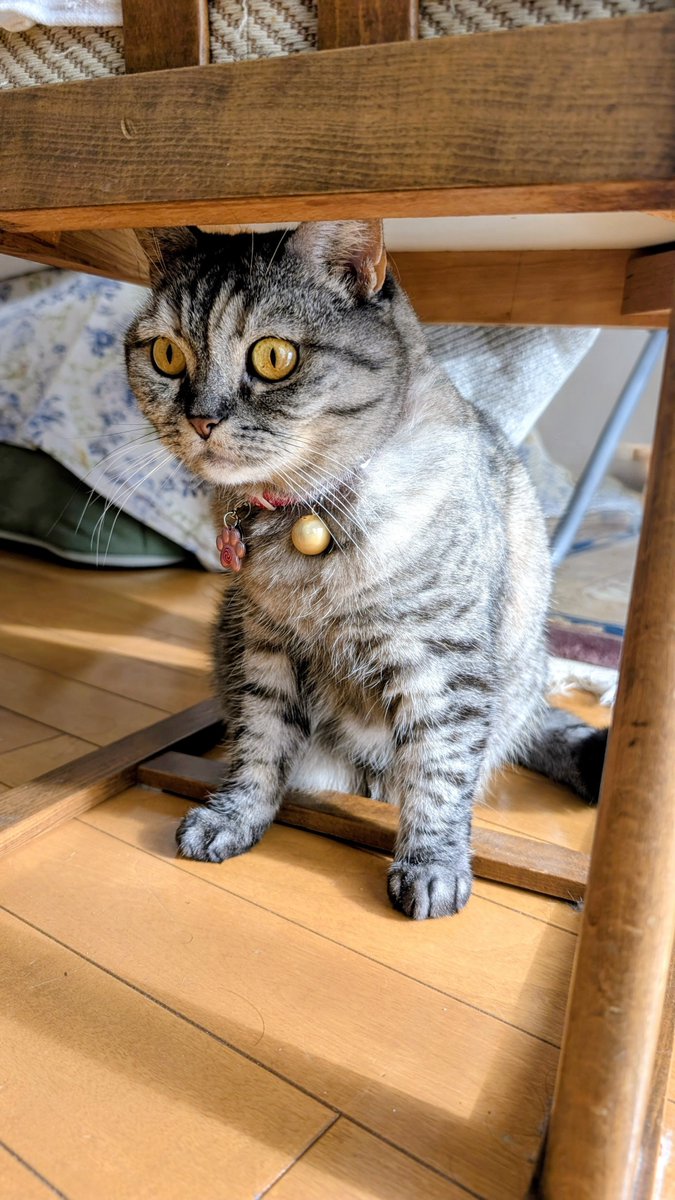 ねこさん⚡(ΦωΦ) (@catnap707) / Posts / X