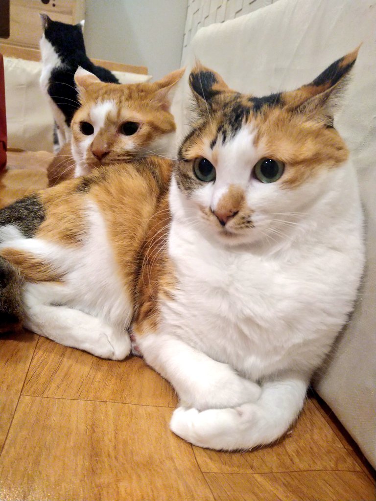 ふくふくにゃんこ おすわりマスコット（スコア・シャーシャ） – HAPiNS online shop, image size:768x1024