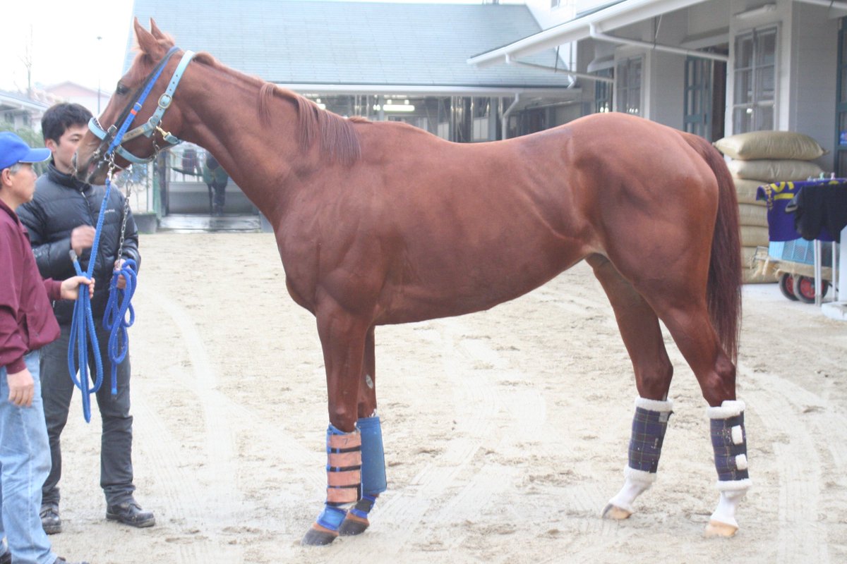 今から17年前、28日開催となった有馬記念。 ある牝馬が制しました