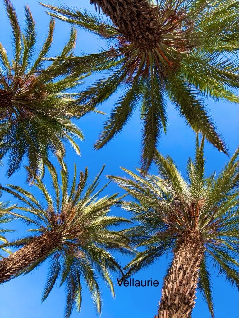 VijayEllaurie's tweet image. Let's see your #Lookup shots 👆