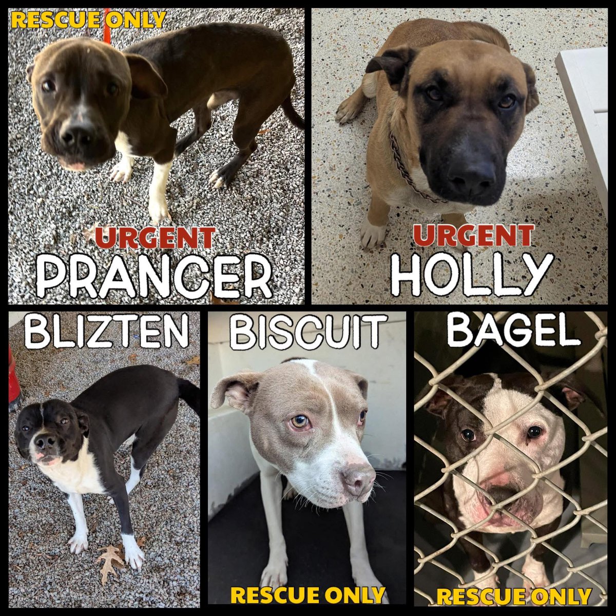 Dubs4Mutts's tweet image. ✨ BISCUIT 🩷 RESCUE ONLY 🆘 Adult female | ~2 years | ~50 lbs Gentle, sweet, and friendly. Biscuit is also one of the last two from the hoarding case and needs commitment ASAP so she doesn’t get left behind.