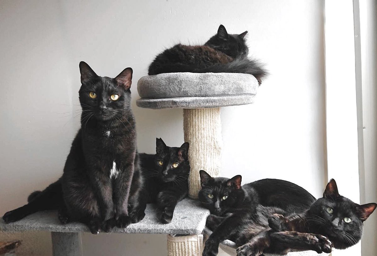 黒猫一家🐭 (@arca20220921) / Posts / X