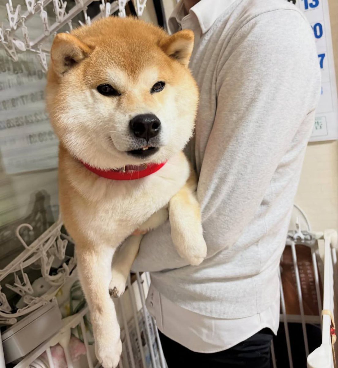 Why settle for earthly gains when you can hodl $KOROSUKE Token and embark on an extraterrestrial adventure
 
First male dog in the Doge lineage + Christmas timing is a narrative the ETH trenches always underestimate… until it’s too late.

dexscreener.com/ethereum/0xa0c…