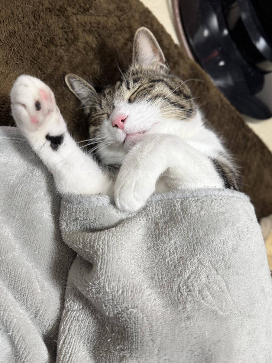 ぎんのねこ (@ginnonekoch) / Posts / X