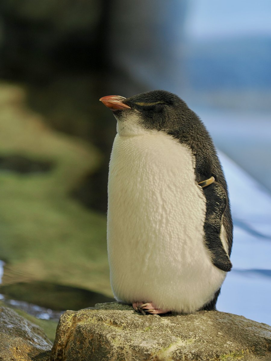 39造 (@mosa_suma_39zo) / Posts / X