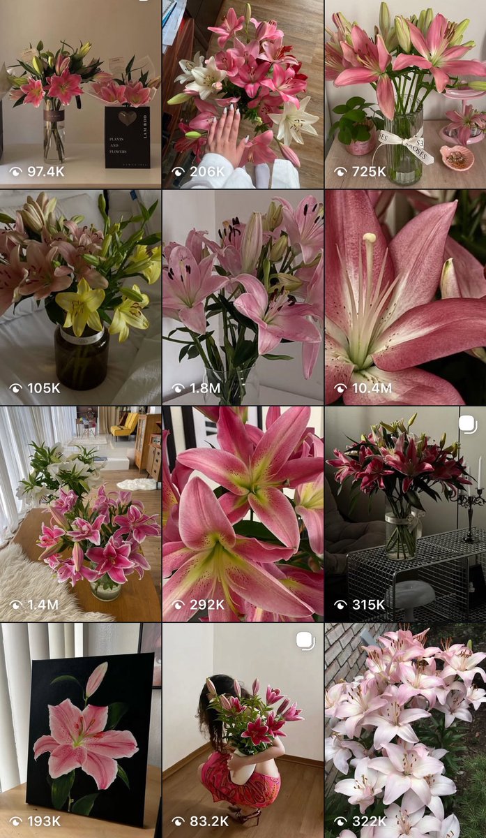 1leio's tweet image. Oh I love lilies 🌺