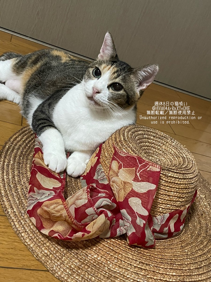 週休8日の猫吸い (@8VA64ArRkX7nOHE) / Posts / X