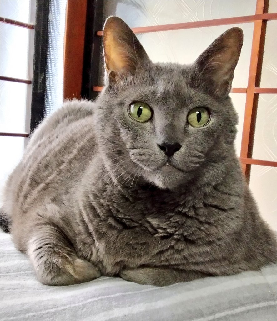 灰猫★ おはようございます😺☃️ -2/4🌡 #猫好きさんと繋がりたい #猫のいる