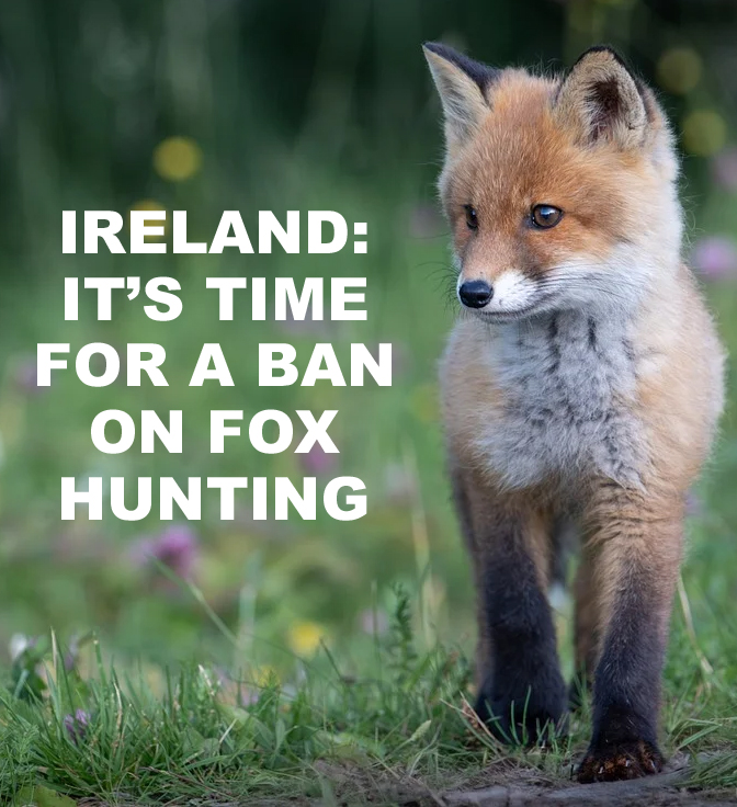 Ireland: It’s time for a ban on fox hunting 🙏🦊