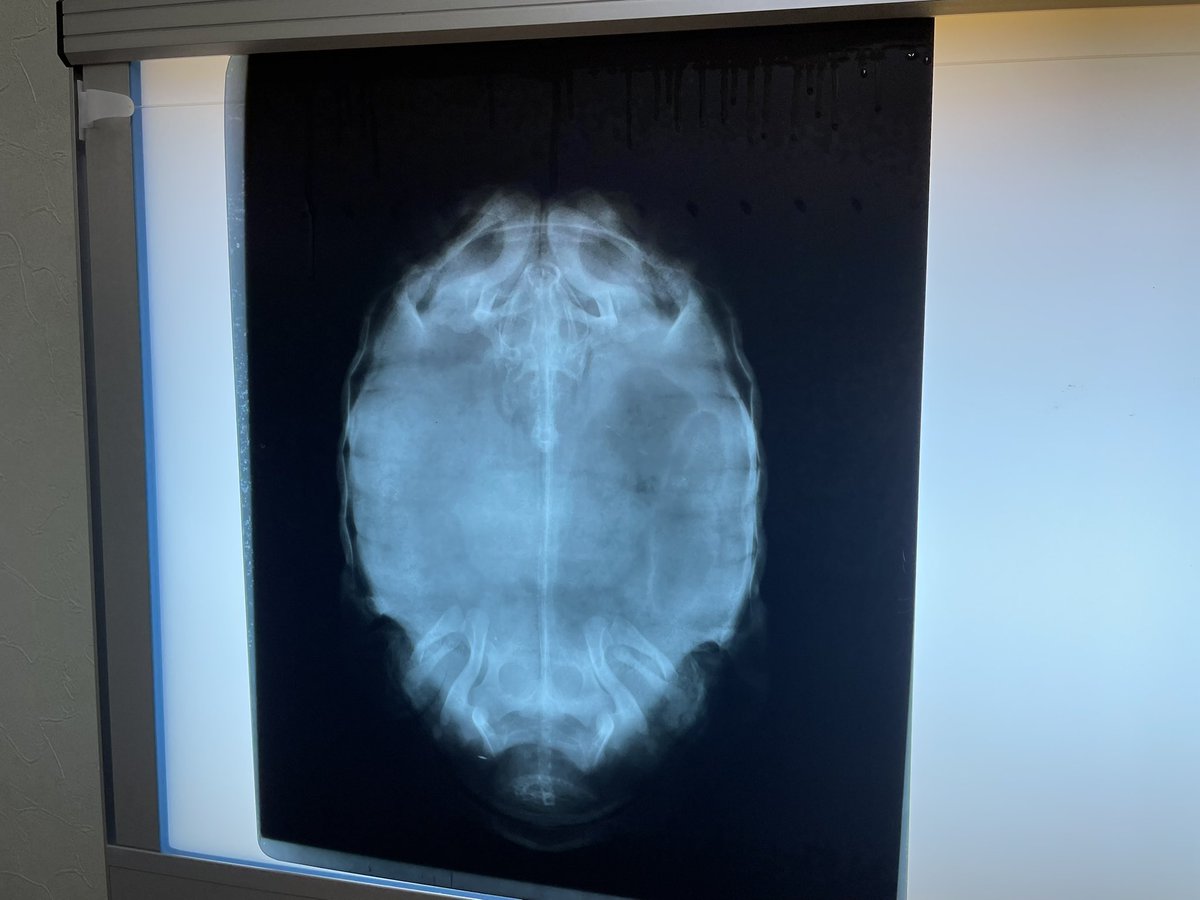 試掘してる様子は時々見られたものの、うんともすんとも産卵しないので先日病院へ確認に✨
…たまご持っていませんでした🙄

今期はどうなってるんだ😓もう一頭は例年どおりなんだけどなぁ💦

#ビルマホシガメ