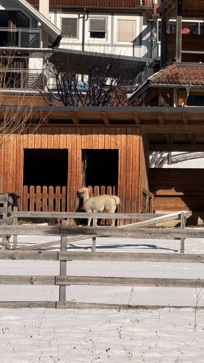 today i walked 5.5km and saw alpacas! 🦙