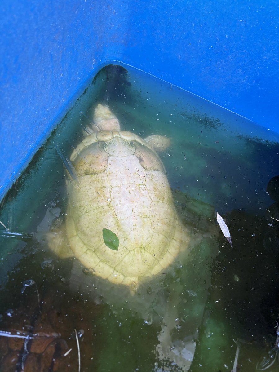 初氷
↓と書いた翌日に初氷でした。初めは心配でしたが代謝を止めるこの温度が大事と考えます。とはいえ停止してる個体、もそもそ動く個体います。

#アカミミガメ 
#ブルーアイリューシ
#ピュールパステル