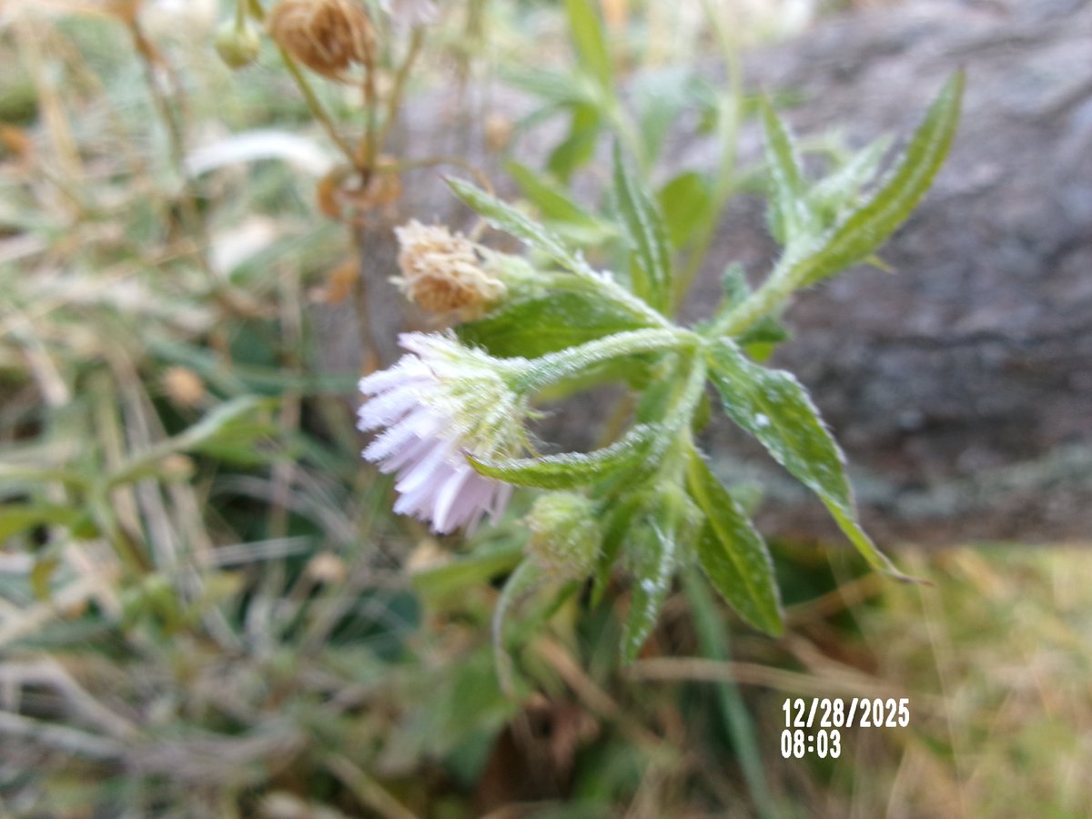 のりちゃんページ 12/28日（日）。やっとお日さまが見えたので元気復活の花たち