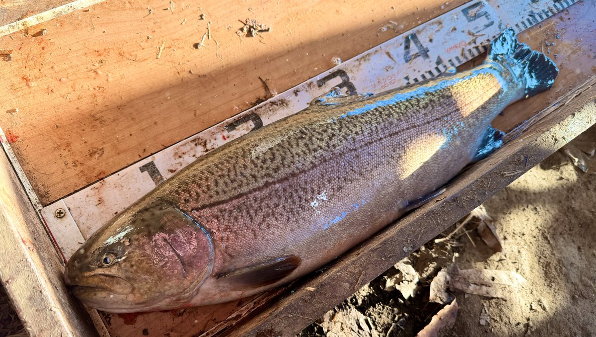 YES＼＼\\└('ω')」//／／