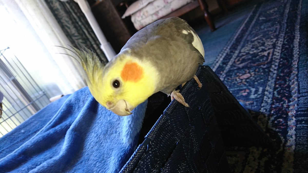MuZ9rF2Hzc72106's tweet photo. #オカメインコ 　#拡散希望
オカメインコのスーちゃん捜しています😭 https://t.co/eHXG0txwE2
