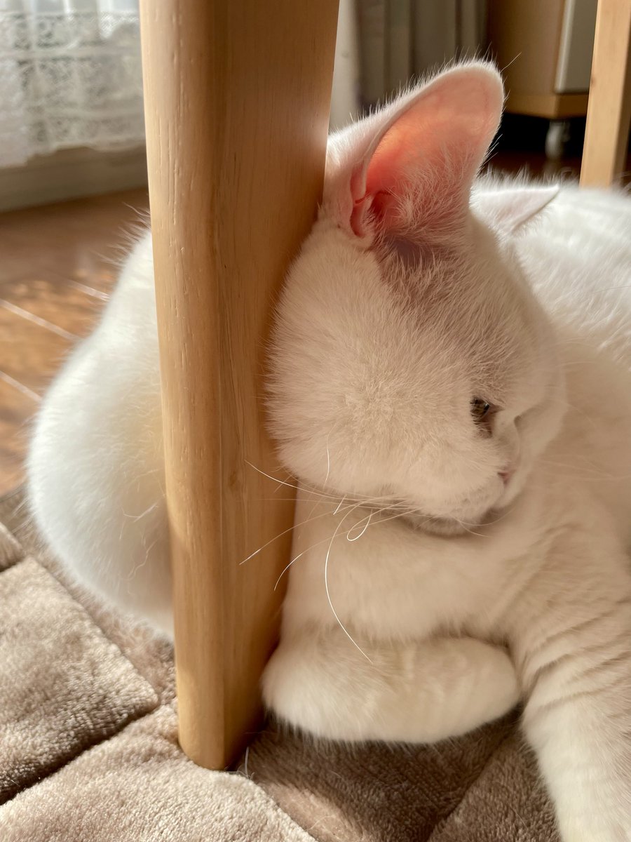 今日もモフモフ満点💯