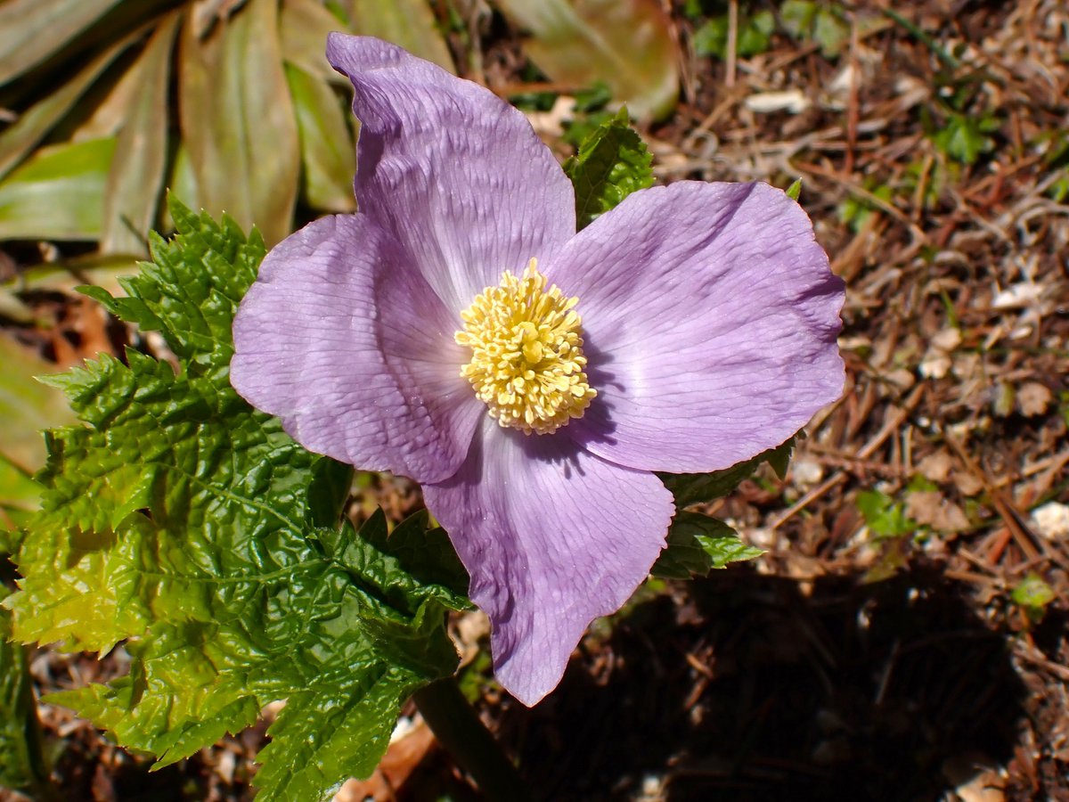 4月の六甲高山植物園 エンレイソウとシラネアオイ