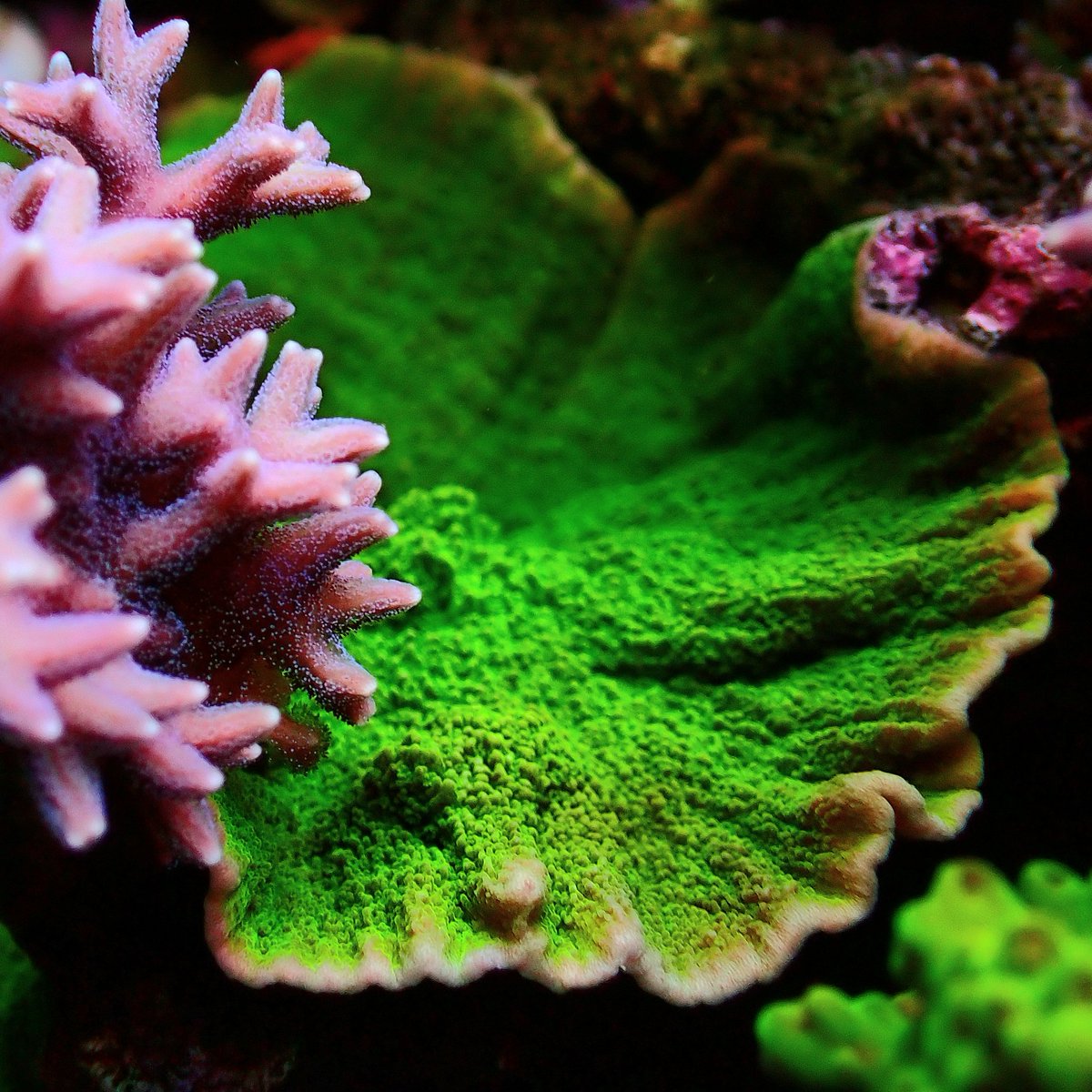 交渉〇、にゃんた❗️4.5キロ★採れたて秋みょうが★クール便へ変更❗️ KYOUYA CORALS (@kyouya_Coral) / Posts / X