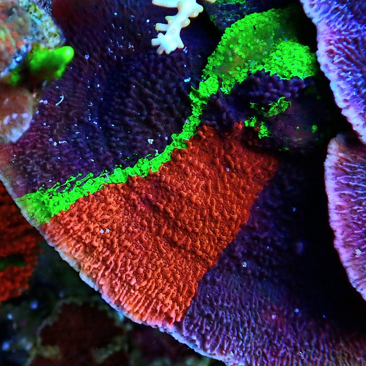 サンゴ様確認ページ KYOUYA CORALS (@kyouya_Coral) / Posts / X