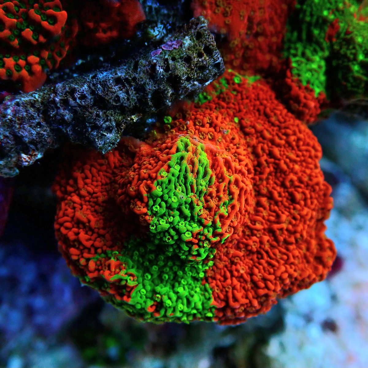 交渉〇、にゃんた❗️4.5キロ★採れたて秋みょうが★クール便へ変更❗️ KYOUYA CORALS (@kyouya_Coral) / Posts / X